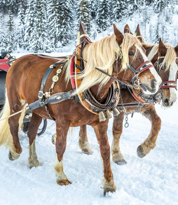 Pferdeschlittenfahrt © Flachau Tourismus/CHRISTIAN FISCHBACHER PHOTOGRAPHY